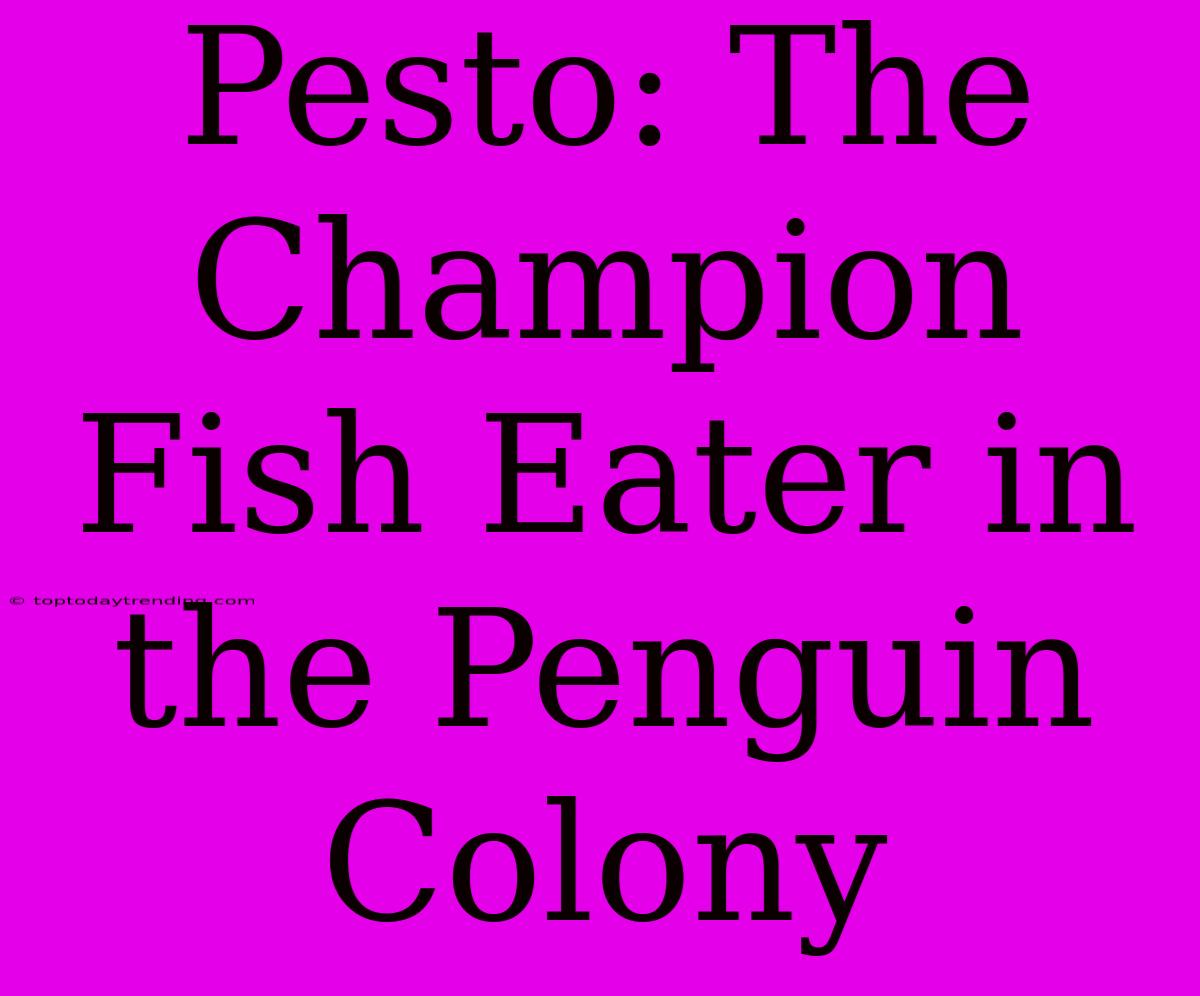 Pesto: The Champion Fish Eater In The Penguin Colony