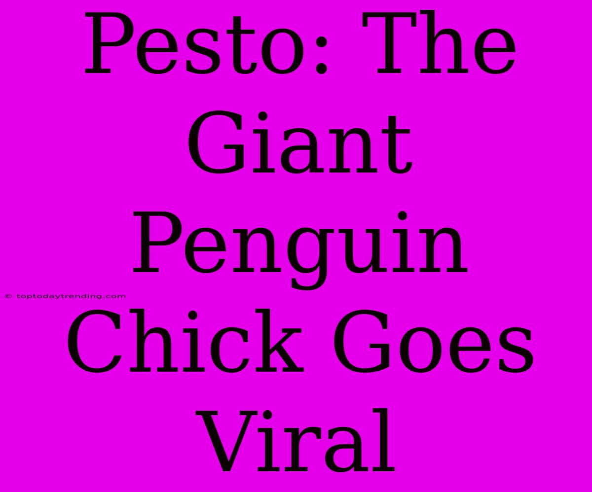 Pesto: The Giant Penguin Chick Goes Viral