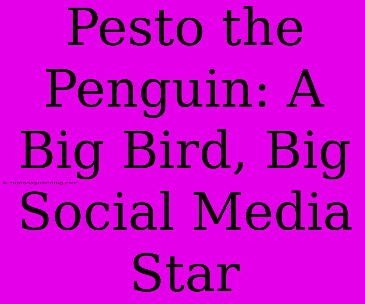 Pesto The Penguin: A Big Bird, Big Social Media Star