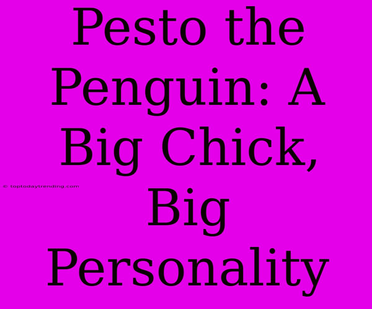 Pesto The Penguin: A Big Chick, Big Personality