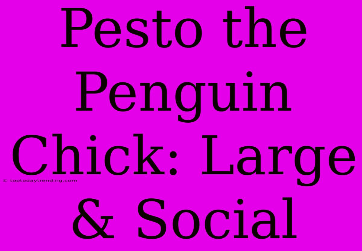 Pesto The Penguin Chick: Large & Social