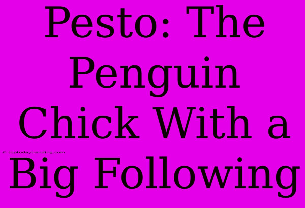 Pesto: The Penguin Chick With A Big Following