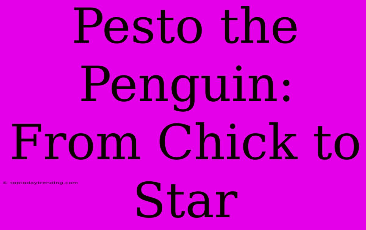 Pesto The Penguin: From Chick To Star