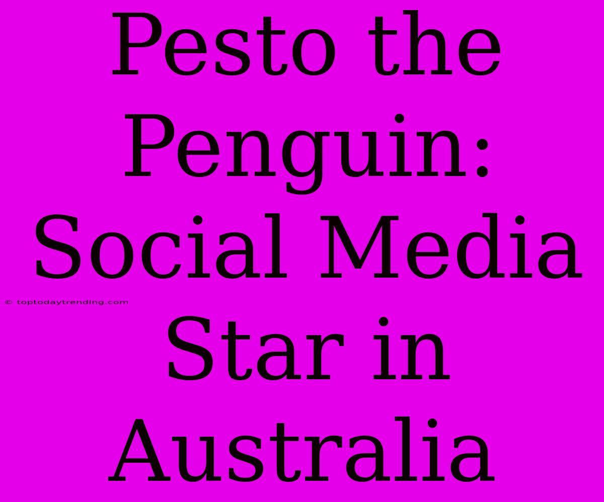 Pesto The Penguin:  Social Media Star In Australia