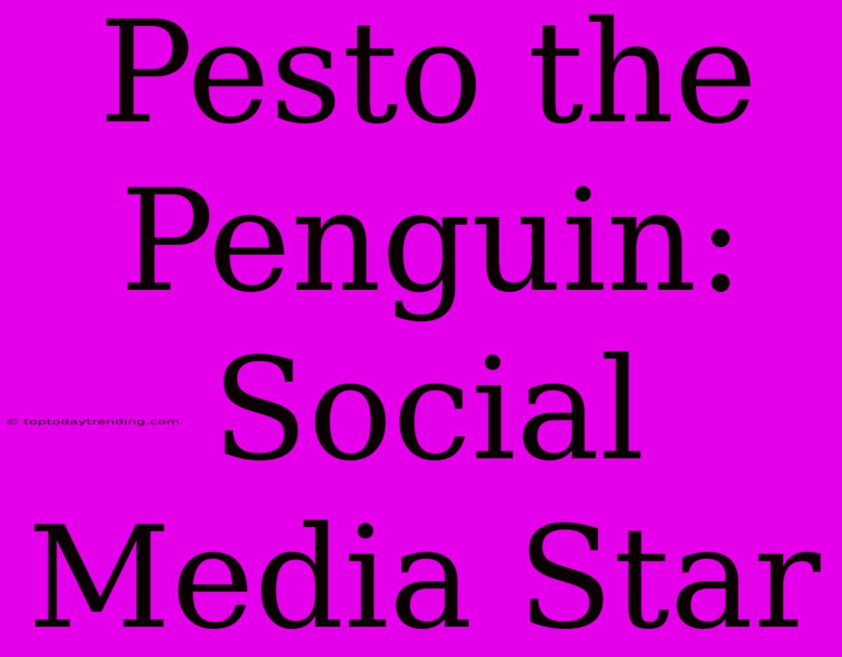 Pesto The Penguin: Social Media Star