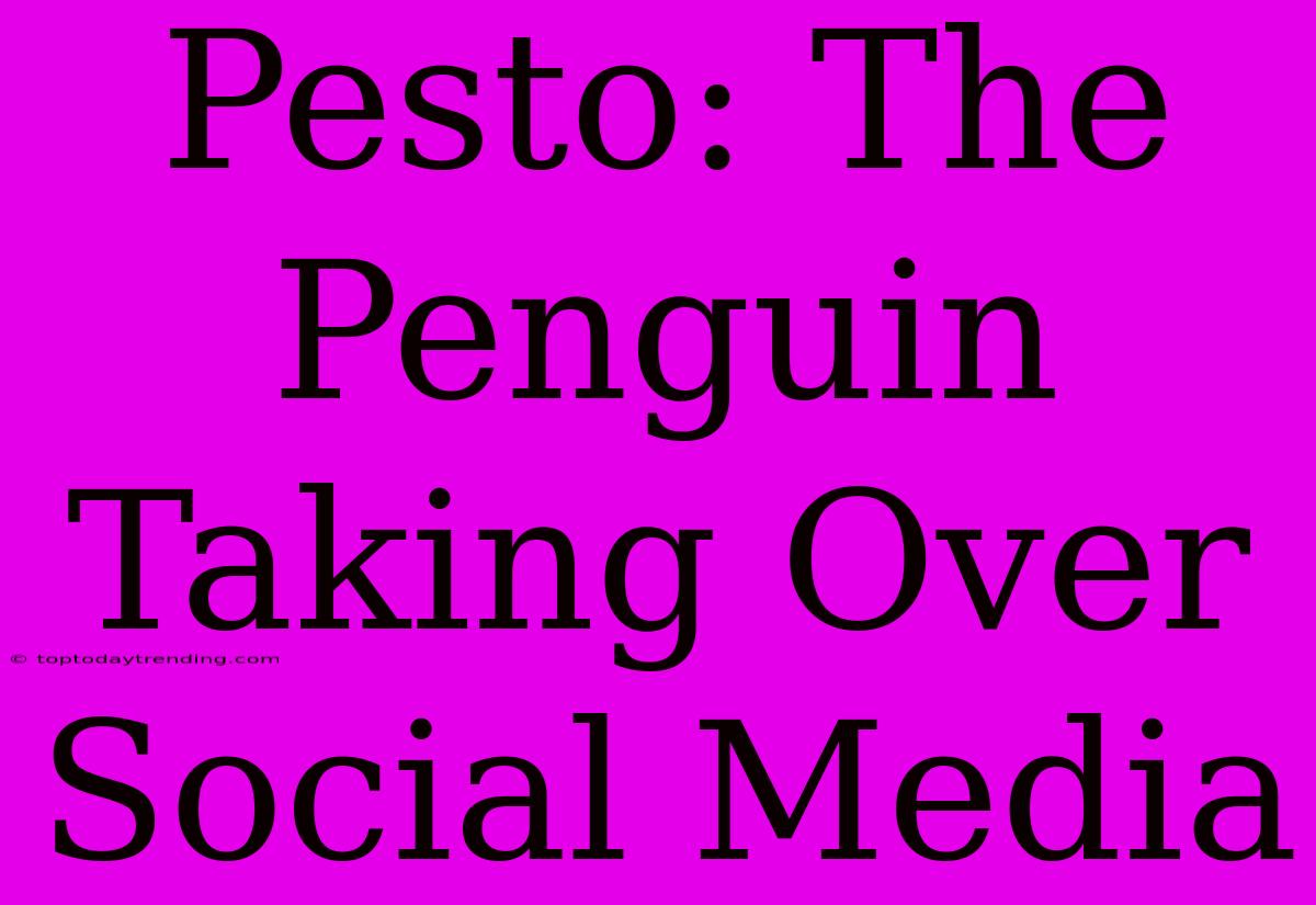 Pesto: The Penguin Taking Over Social Media