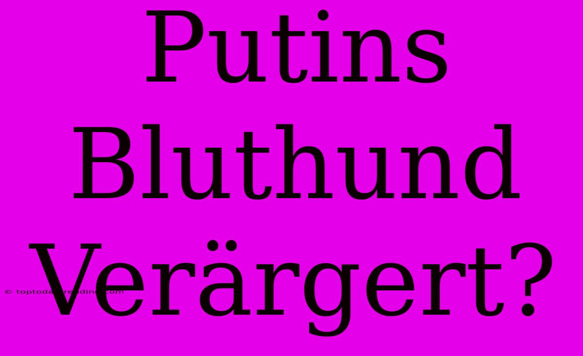 Putins Bluthund Verärgert?