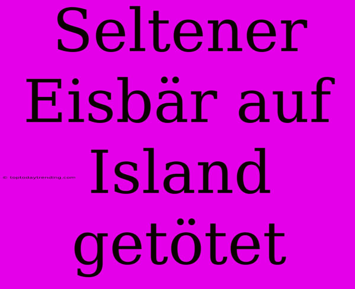 Seltener Eisbär Auf Island Getötet