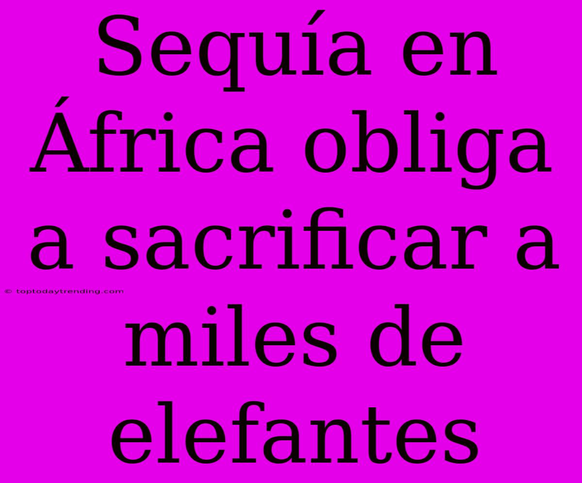 Sequía En África Obliga A Sacrificar A Miles De Elefantes