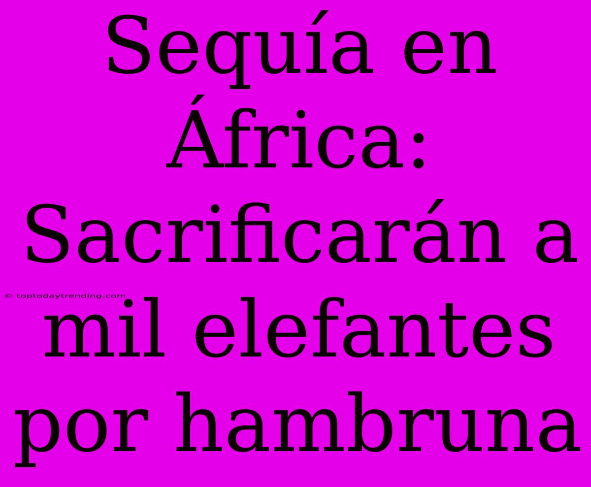 Sequía En África: Sacrificarán A Mil Elefantes Por Hambruna