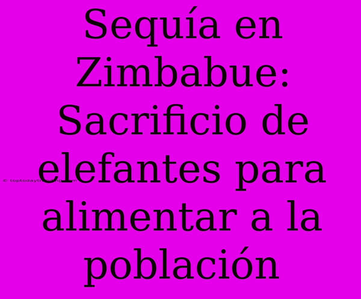 Sequía En Zimbabue: Sacrificio De Elefantes Para Alimentar A La Población