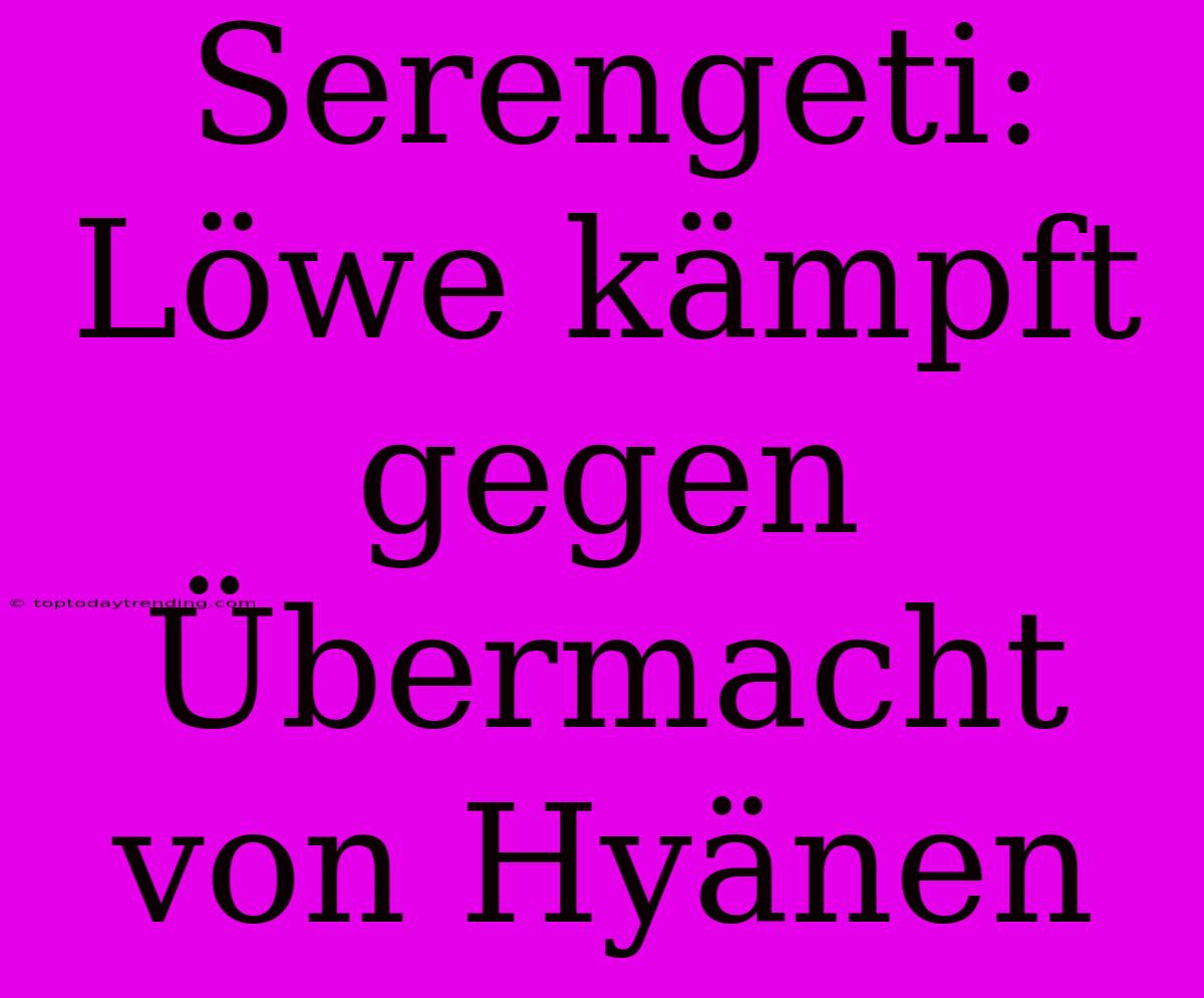 Serengeti: Löwe Kämpft Gegen Übermacht Von Hyänen