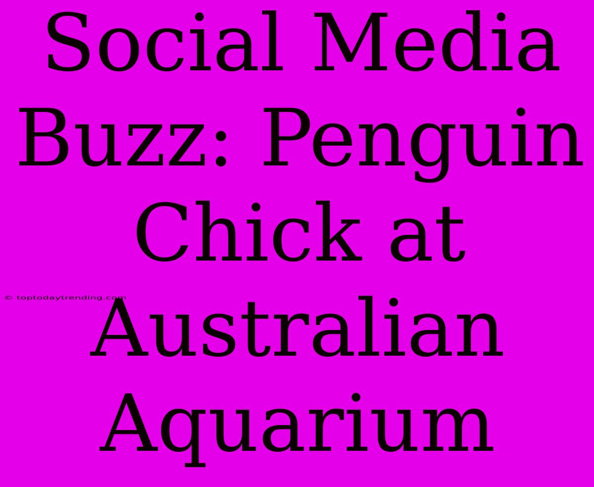 Social Media Buzz: Penguin Chick At Australian Aquarium