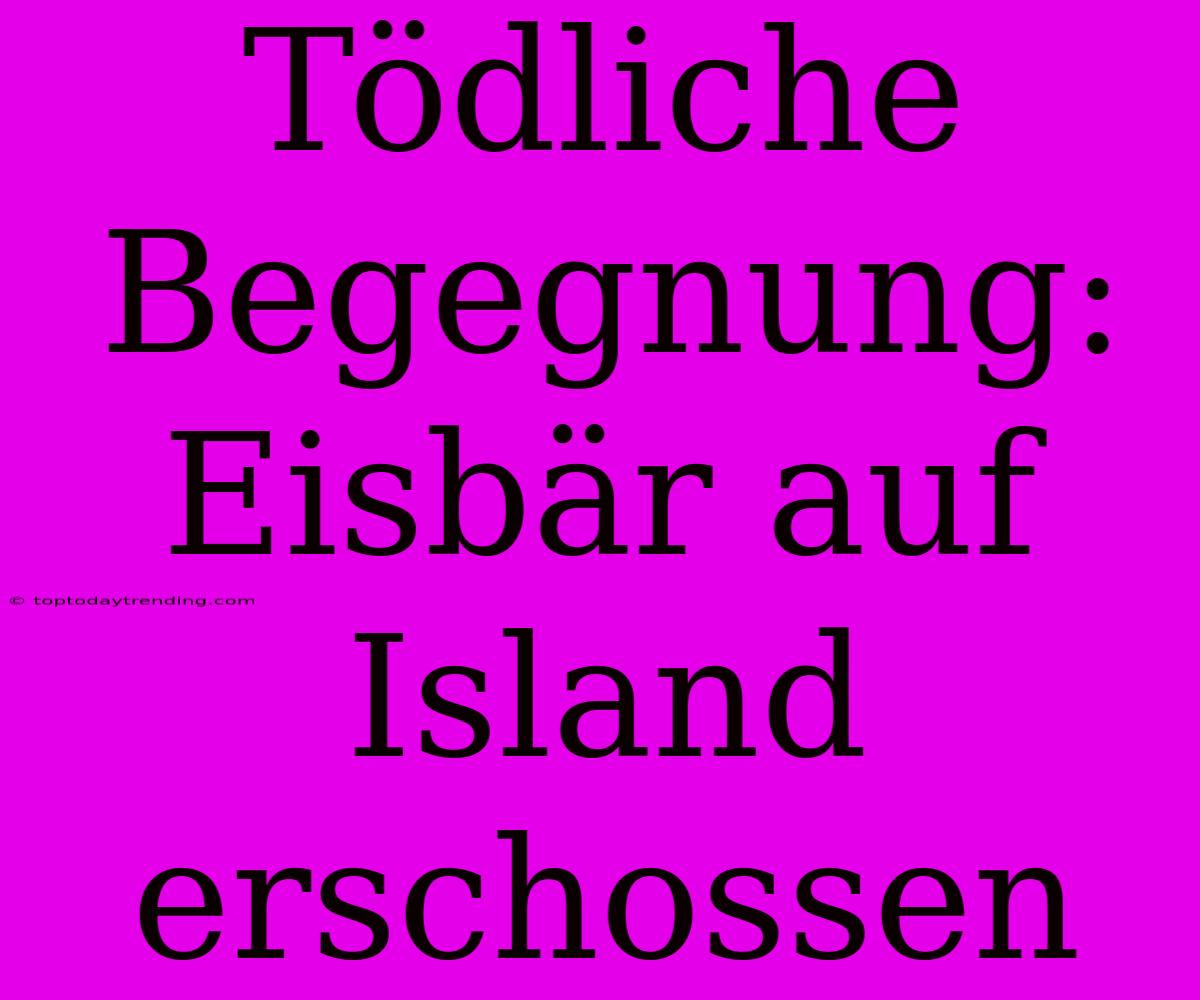 Tödliche Begegnung: Eisbär Auf Island Erschossen