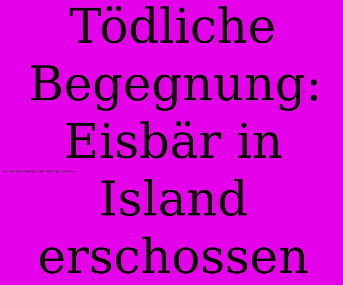 Tödliche Begegnung: Eisbär In Island Erschossen