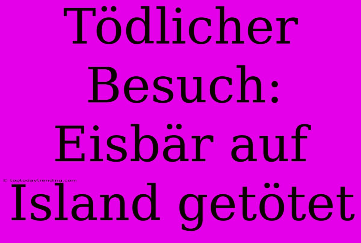 Tödlicher Besuch: Eisbär Auf Island Getötet