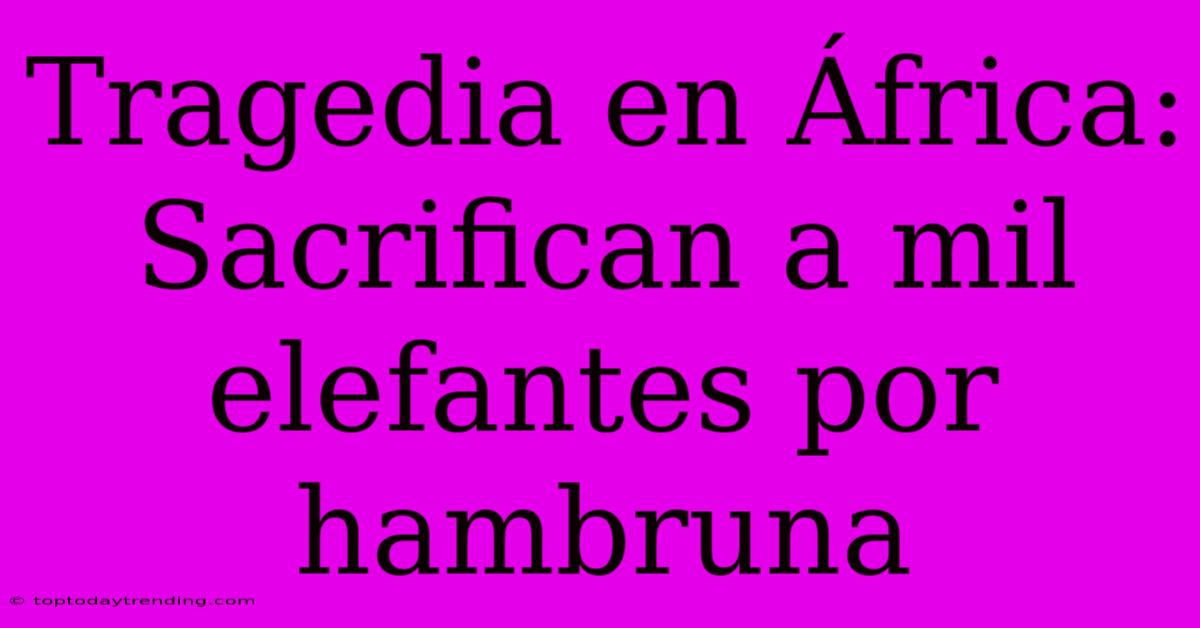 Tragedia En África: Sacrifican A Mil Elefantes Por Hambruna