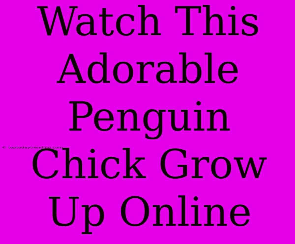 Watch This Adorable Penguin Chick Grow Up Online