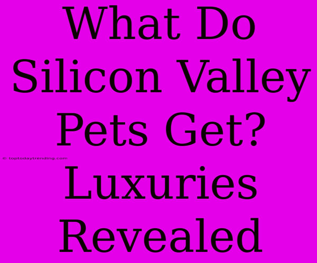 What Do Silicon Valley Pets Get? Luxuries Revealed