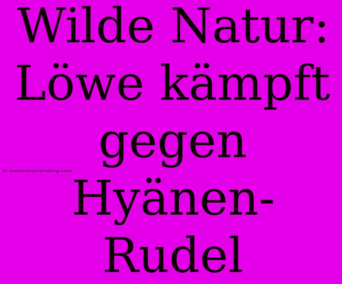 Wilde Natur: Löwe Kämpft Gegen Hyänen-Rudel