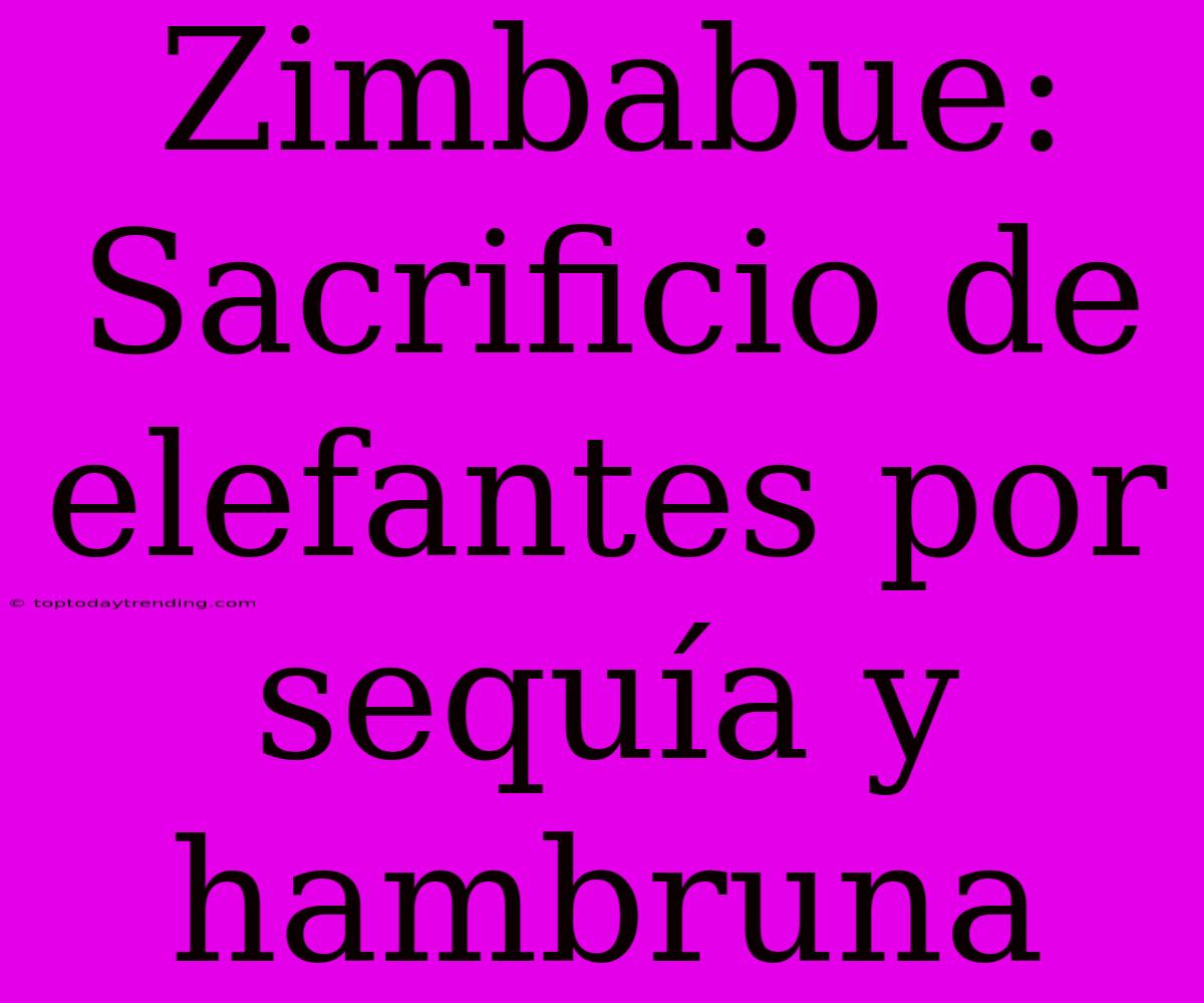 Zimbabue: Sacrificio De Elefantes Por Sequía Y Hambruna