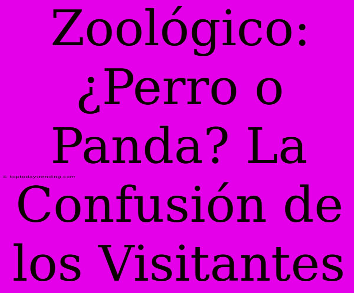 Zoológico: ¿Perro O Panda? La Confusión De Los Visitantes