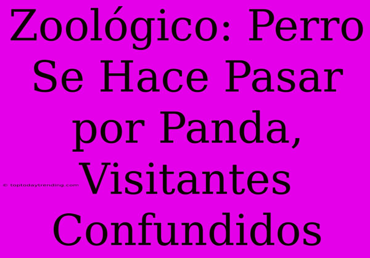 Zoológico: Perro Se Hace Pasar Por Panda, Visitantes Confundidos